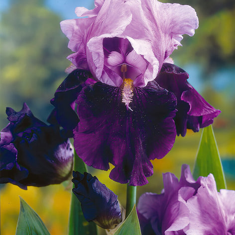 Bearded Iris - Iris Germanica Bare Roots