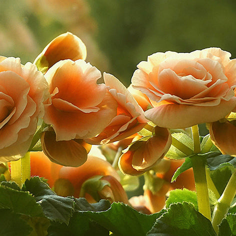 Begonia Bulbs and Tubers - Begonias