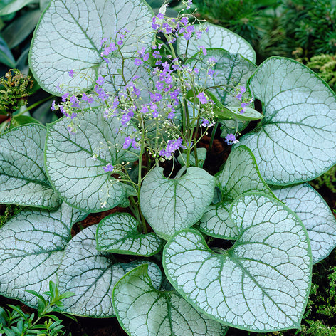 Brunnera (Siberian Bugloss) Bare Roots Brunnera Plants