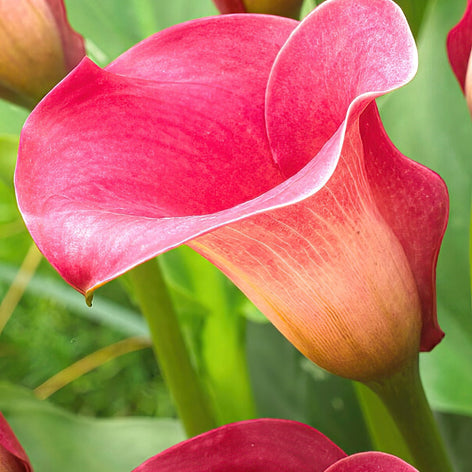 Calla Lilies Buy Calla Lily Bulbs