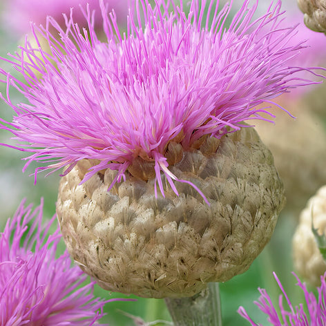 Buy Centaurea Bare Roots