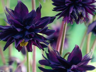 Buy Dahlia Tubers