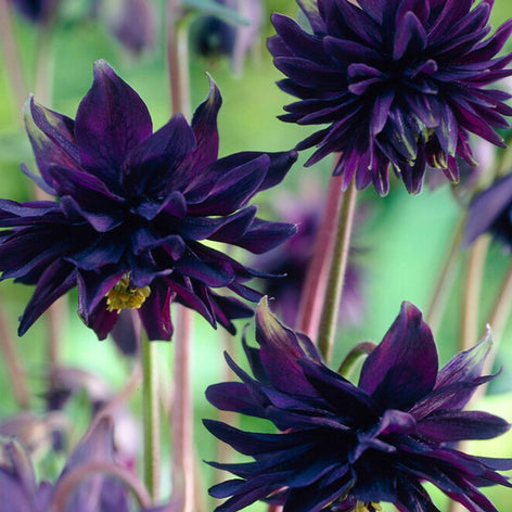 Columbine (Aquilegia) Buy Columbine (Aquilegia)
