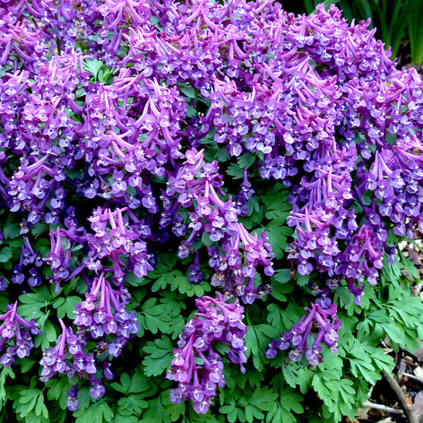 Corydalis Solida Corydalis Solida