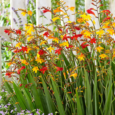 Crocosmia (Montbretia) Crocosmia (Montbretia)