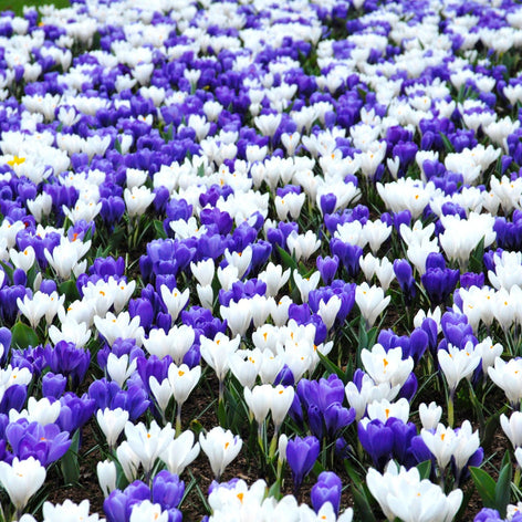 Crocus Bulbs