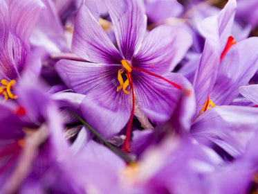 Tulip Flower Bulbs