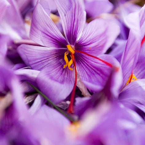 Saffron Crocus Crocus Sativus Bulbs Saffron