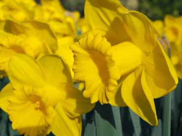 Tulip Flower Bulbs