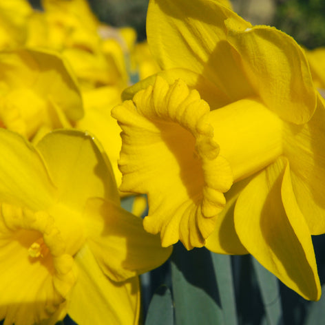 Daffodils & Narcissus