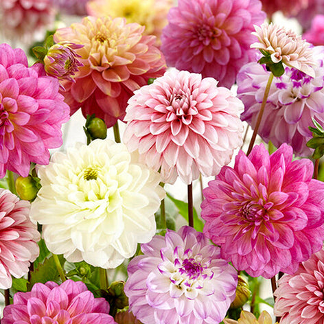 Dahlias Dahlias