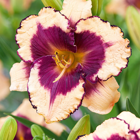 Daylily (Hemerocallis) Buy Daylily (Hemerocallis) Bare Roots