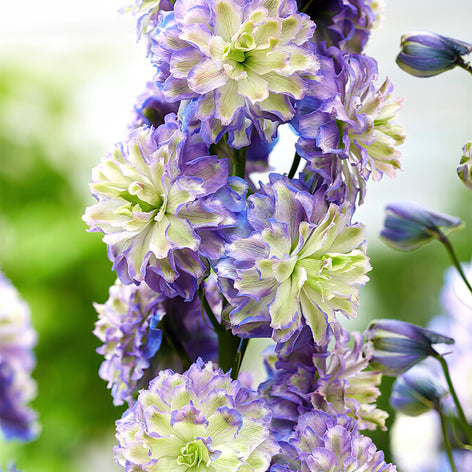 Delphinium (Larkspurs) Buy Delphinium Bare Roots