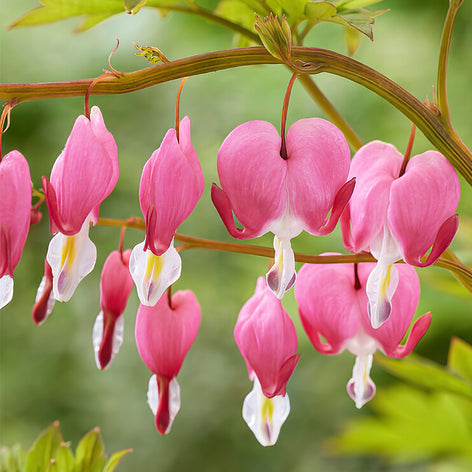 Dicentra (Bleeding Hearts) Buy Dicentra Bare Roots