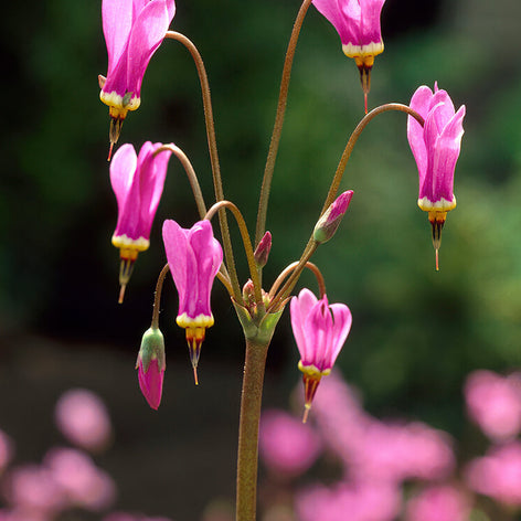 Shooting Star (Dodecatheon) Shooting Star (Dodecatheon)
