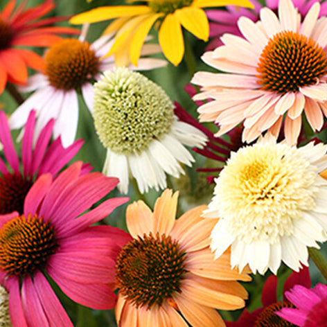 Echinacea (Coneflower) Echinacea (Coneflower)