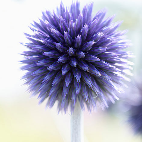 Echinops (Globe Thistle) Buy Bare Root Echinops