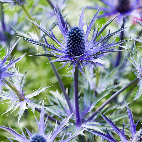 Eryngium (Sea Holly) Buy Eryngium Bare Roots