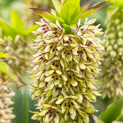Eucomis Pineapple Lily Bulbs