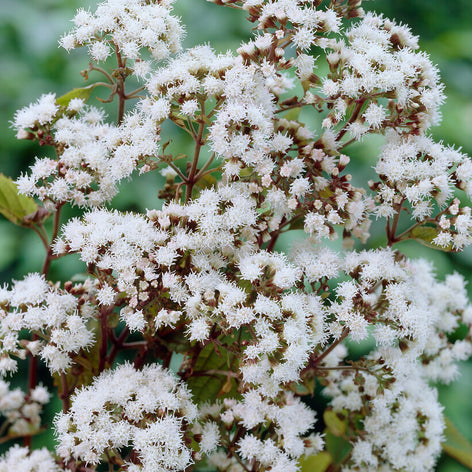 Eupatorium (Common Boneset) Buy Eupatorium