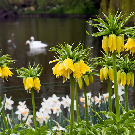 Fritillaria Top Quality Fritillaria Bulbs