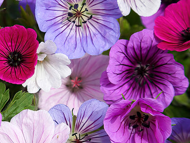 Buy Dahlia Tubers