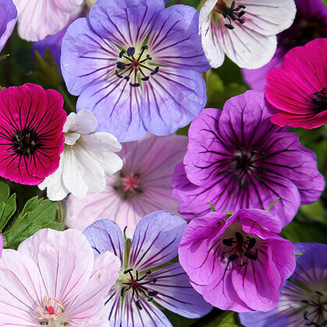 Geranium Buy Bare Root Geranium