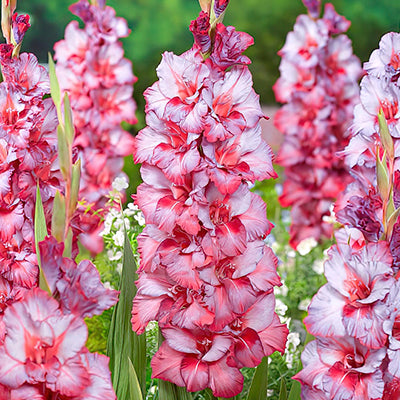 Gladiolus bulbs/corms 