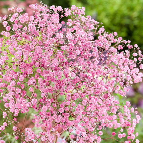 Buy Gypsophila (Baby's Breath) 