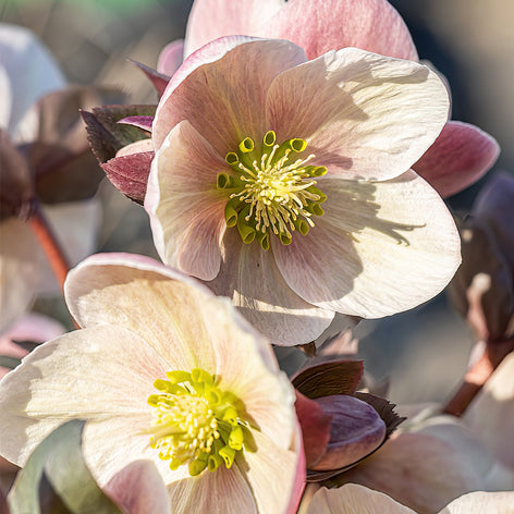 Buy Helleborus Bare Roots