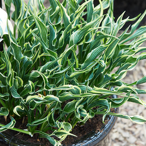 Hostas Buy Hosta Bare Roots