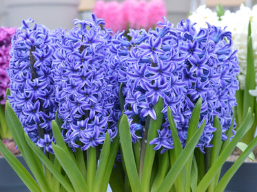 Tulip Flower Bulbs