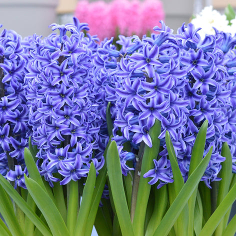 Hyacinth Bulbs