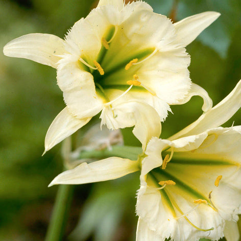 Hymenocallis (Spider Lilies)
