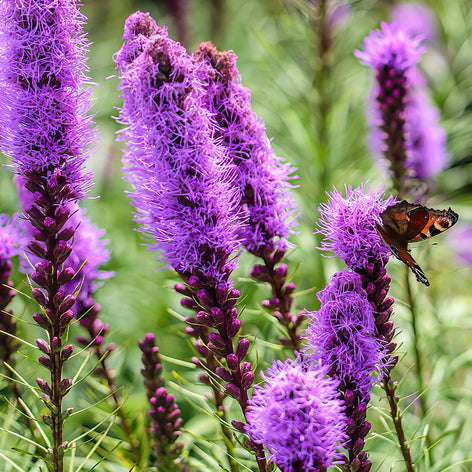 Liatris (Gayfeather) Buy Liatris