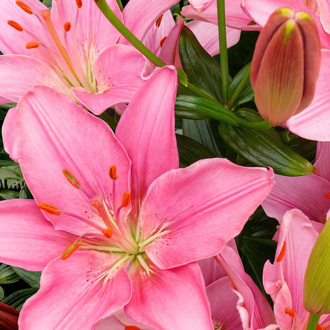Lilies Buy Lily Bulbs