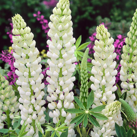 Buy Bare Root Lupinus