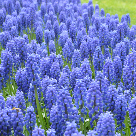 Muscari (Grape Hyacinths) Muscari, commonly known as grape hyacinths, are very popular early-flowering spring bulbs.