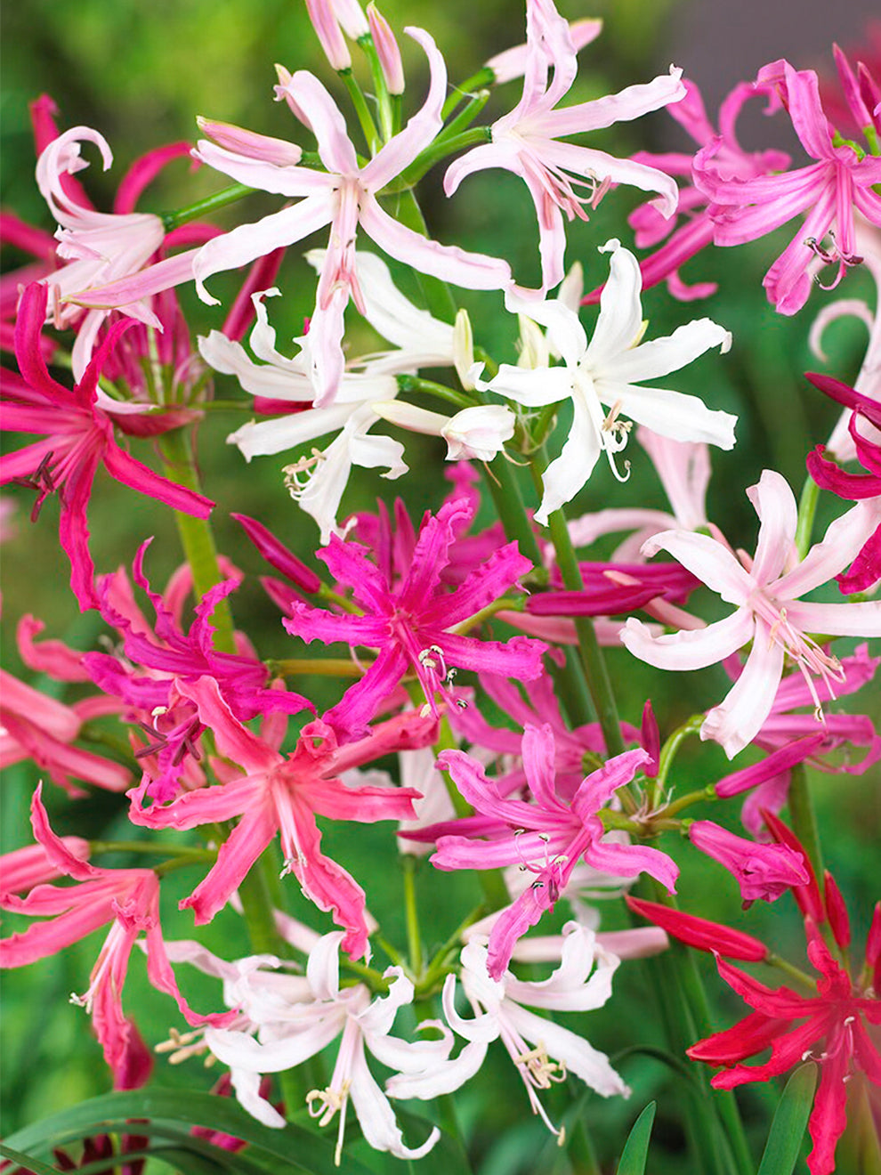 Buy Nerine Bulbs, Shipping all over Europe | DutchGrown™