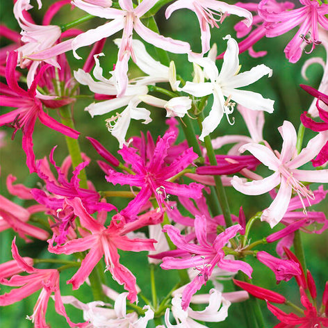 Nerine Nerine