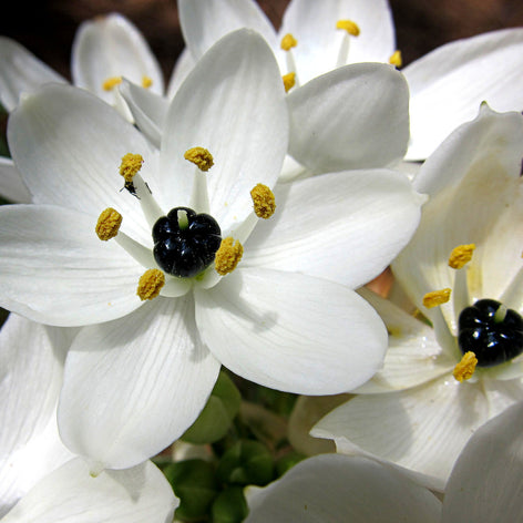 Buy common Star of Bethlehem bulbs (Ornithogalum Arabicum)) 