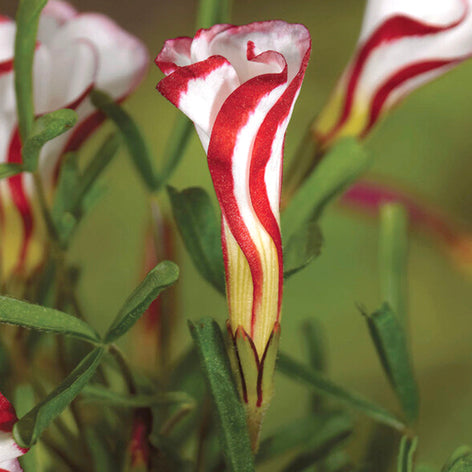 Oxalis (Shamrock) Oxalis Bulbs (Shamrock)