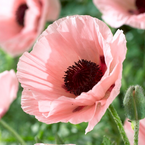 Papaver (Oriental Poppy) Buy Papaver (Oriental Poppy)