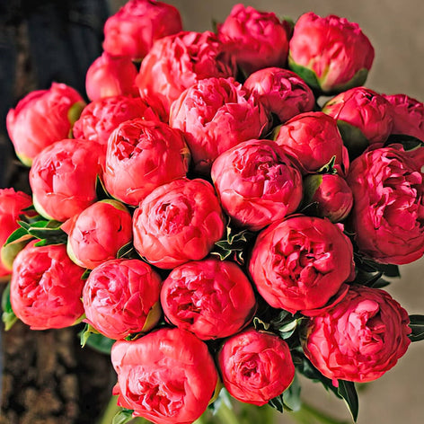 Peony roots for spring planting and shipping all over Europe