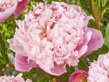 Tulip Flower Bulbs