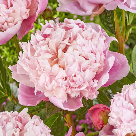 Peonies Peony roots for shipping all over Europe in autumn