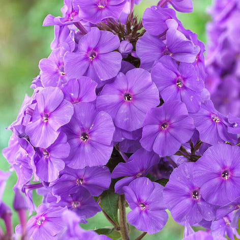 Buy Phlox Bare Roots