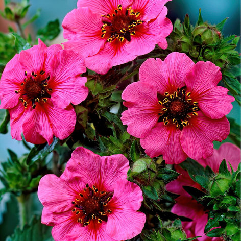 Buy Potentilla (Cinquefoil) Bare Roots