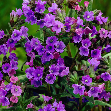 Pulmonaria (Lungwort) Buy Pulmonaria (Lungwort)