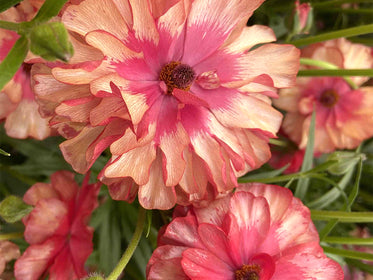 Tulip Flower Bulbs